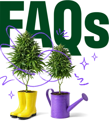 FAQs